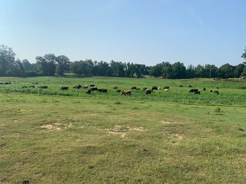 Cattle grazing in lush pasture on a Mid-South farm