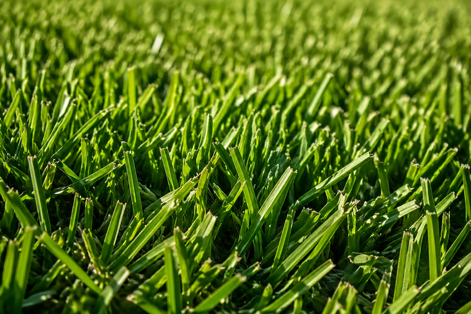 Thick green Bermuda grass turf