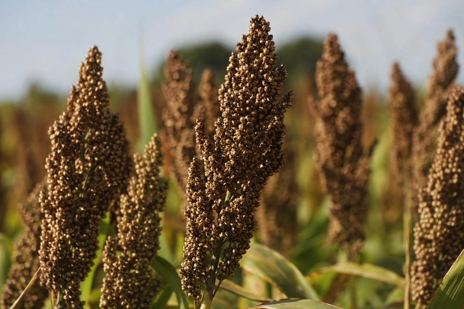 Brown top millet plants in a field with detailed seed heads