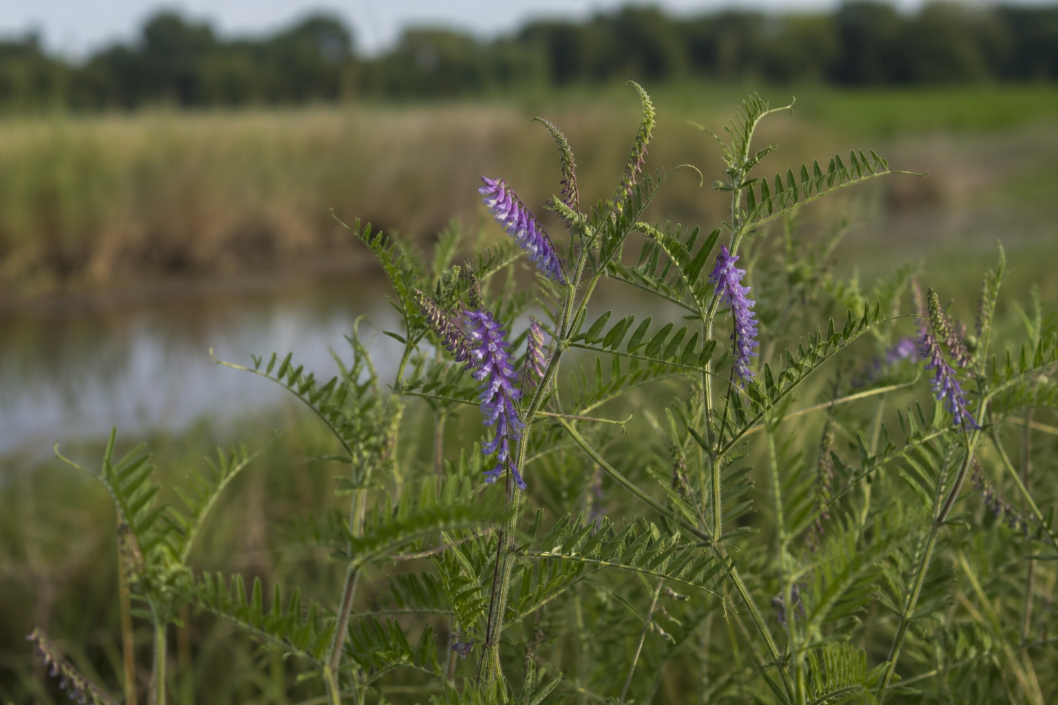 Joint vetch at a wetland field edge